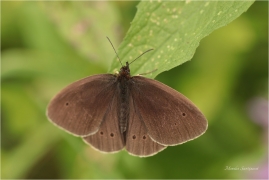 <p>OKÁČ PROSÍČKOVÝ (Aphantopus hyperantus) ---- /Ringlet - Brauner Waldvogel/</p>